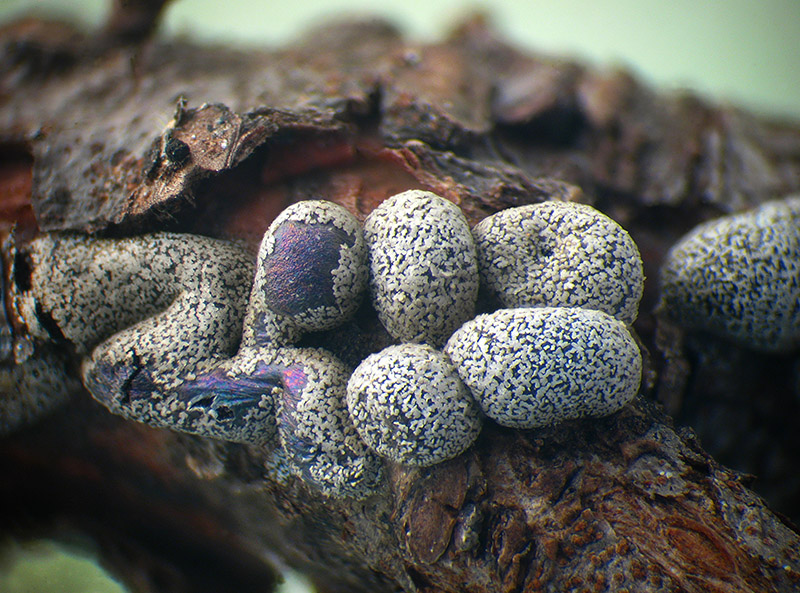 Lepidoderma chailletii?